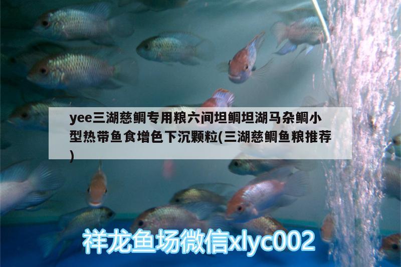 yee三湖慈鯛專用糧六間坦鯛坦湖馬雜鯛小型熱帶魚食增色下沉顆粒(三湖慈鯛魚糧推薦) yee