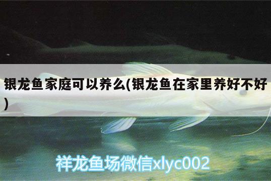 銀龍魚(yú)家庭可以養(yǎng)么(銀龍魚(yú)在家里養(yǎng)好不好) 銀龍魚(yú)百科