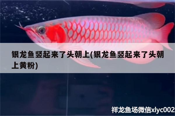 銀龍魚豎起來了頭朝上(銀龍魚豎起來了頭朝上黃粉)