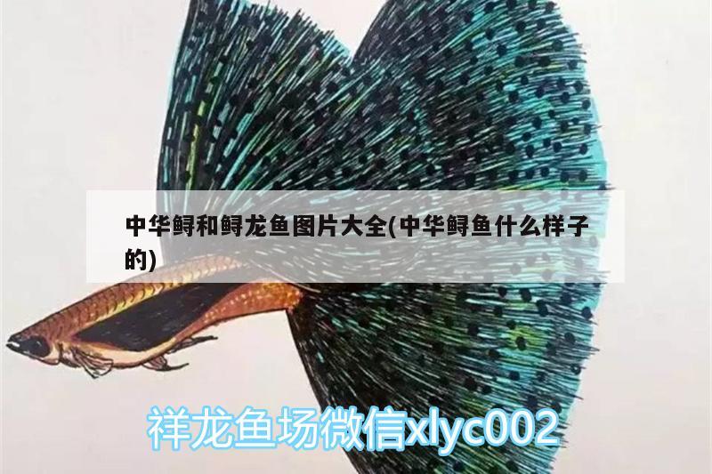 中華鱘和鱘龍魚圖片大全(中華鱘魚什么樣子的) 養(yǎng)魚知識