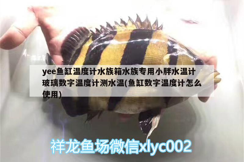 yee魚缸溫度計(jì)水族箱水族專用小胖水溫計(jì)玻璃數(shù)字溫度計(jì)測(cè)水溫(魚缸數(shù)字溫度計(jì)怎么使用) yee