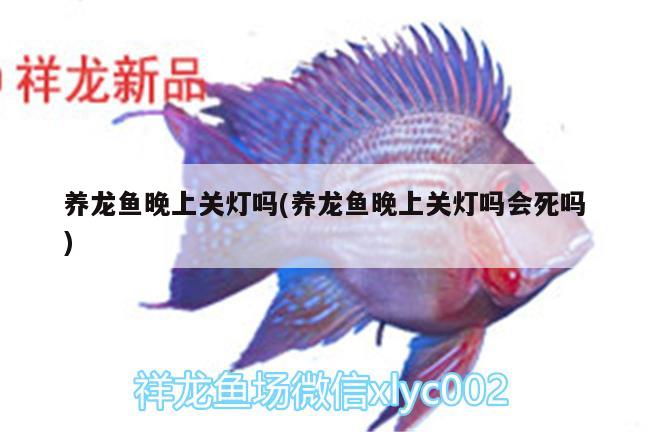 養(yǎng)龍魚晚上關(guān)燈嗎(養(yǎng)龍魚晚上關(guān)燈嗎會(huì)死嗎)