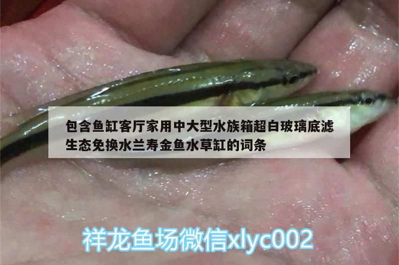 包含魚(yú)缸客廳家用中大型水族箱超白玻璃底濾生態(tài)免換水蘭壽金魚(yú)水草缸的詞條 魚(yú)缸/水族箱