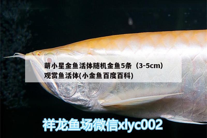 萌小星金魚活體隨機金魚5條（3-5cm）觀賞魚活體(小金魚百度百科)