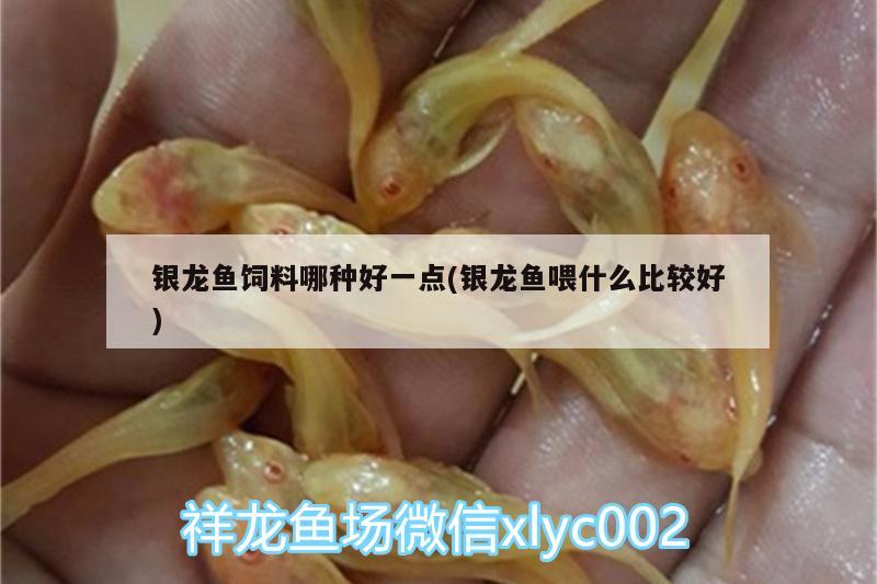 銀龍魚飼料哪種好一點(銀龍魚喂什么比較好) 銀龍魚百科