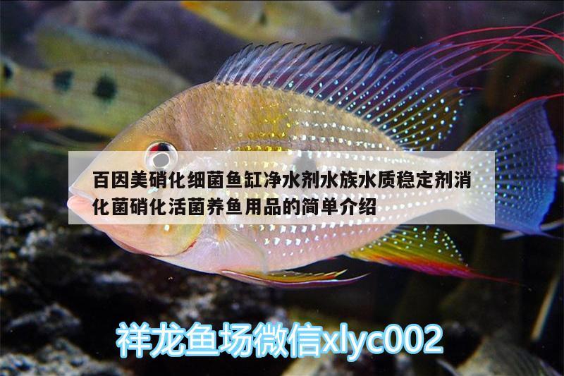 百因美硝化細(xì)菌魚缸凈水劑水族水質(zhì)穩(wěn)定劑消化菌硝化活菌養(yǎng)魚用品的簡單介紹 硝化細(xì)菌