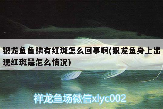 銀龍魚(yú)魚(yú)鱗有紅斑怎么回事啊(銀龍魚(yú)身上出現(xiàn)紅斑是怎么情況) 銀龍魚(yú)百科