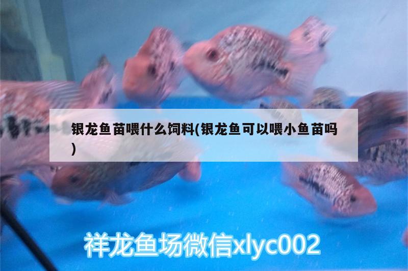 銀龍魚苗喂什么飼料(銀龍魚可以喂小魚苗嗎)