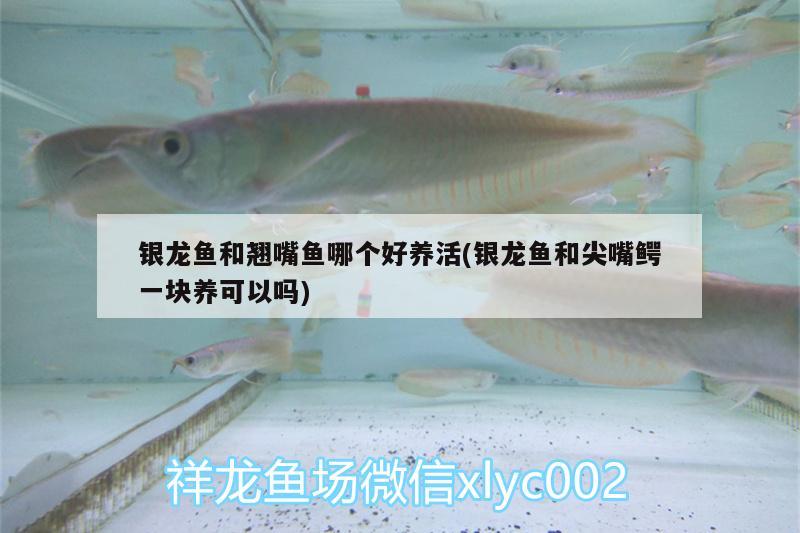 銀龍魚和翹嘴魚哪個(gè)好養(yǎng)活(銀龍魚和尖嘴鱷一塊養(yǎng)可以嗎) 銀龍魚百科