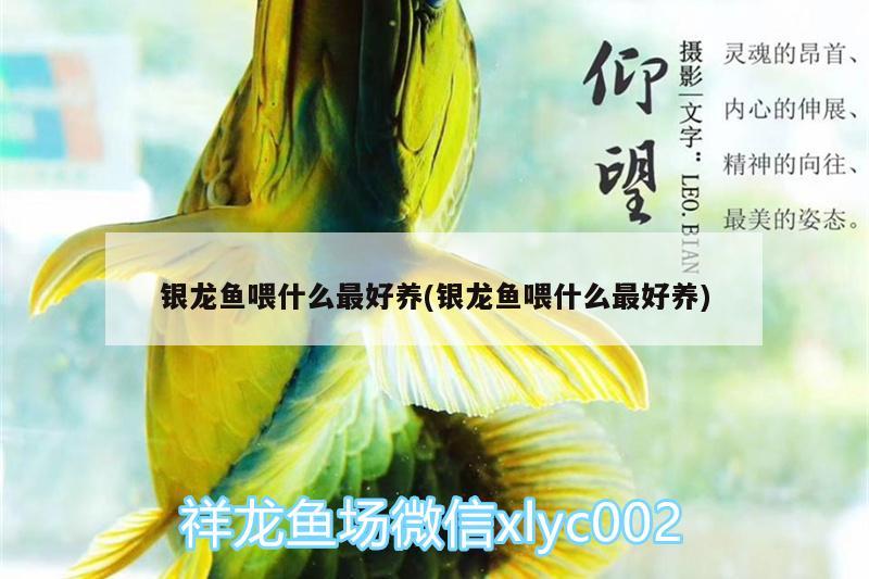 銀龍魚喂什么最好養(yǎng)(銀龍魚喂什么最好養(yǎng)) 銀龍魚