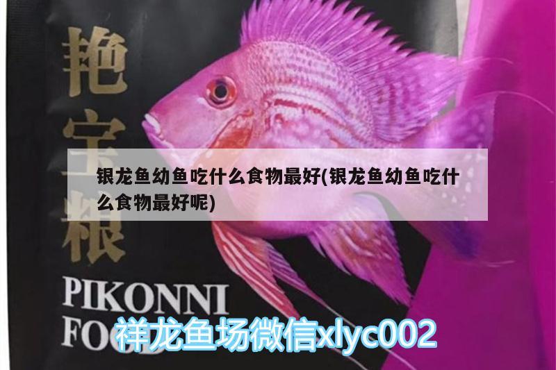 銀龍魚(yú)幼魚(yú)吃什么食物最好(銀龍魚(yú)幼魚(yú)吃什么食物最好呢)