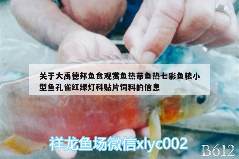 關(guān)于大禹德邦魚食觀賞魚熱帶魚熱七彩魚糧小型魚孔雀紅綠燈科貼片飼料的信息 廣州水族器材濾材批發(fā)市場