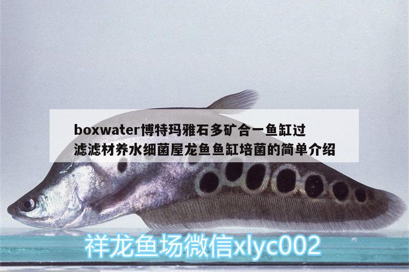 boxwater博特瑪雅石多礦合一魚缸過濾濾材養(yǎng)水細(xì)菌屋龍魚魚缸培菌的簡單介紹 博特水族