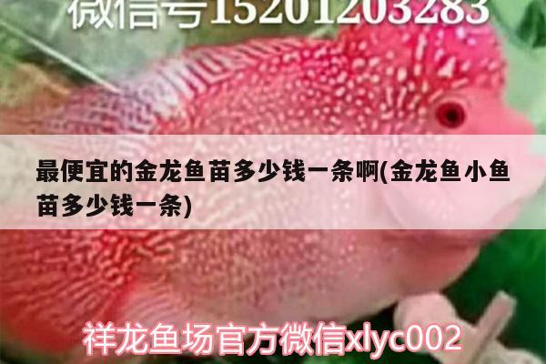 最便宜的金龍魚苗多少錢一條啊(金龍魚小魚苗多少錢一條)