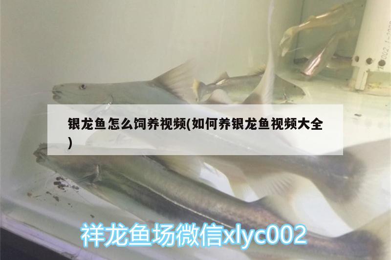 銀龍魚怎么飼養(yǎng)視頻(如何養(yǎng)銀龍魚視頻大全)