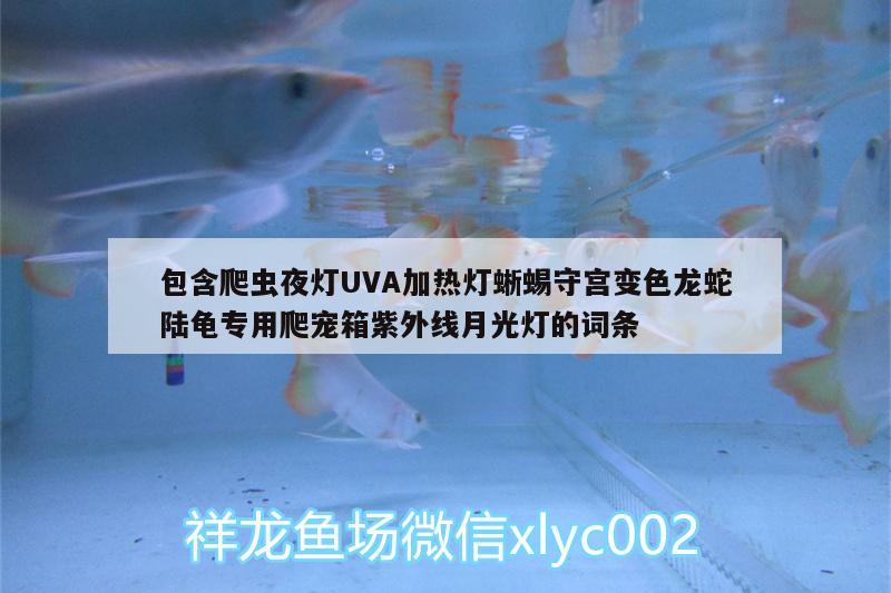 包含爬蟲夜燈UVA加熱燈蜥蜴守宮變色龍蛇陸龜專用爬寵箱紫外線月光燈的詞條 烏龜