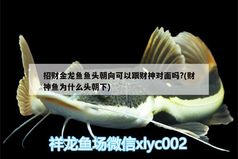 招財(cái)金龍魚魚頭朝向可以跟財(cái)神對(duì)面嗎?(財(cái)神魚為什么頭朝下) 大正錦鯉魚