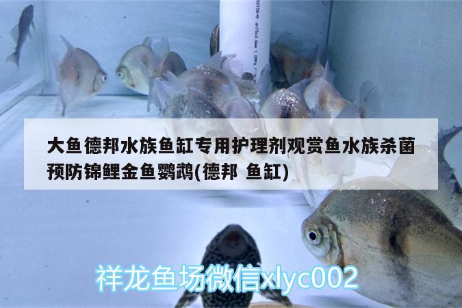 大魚德邦水族魚缸專用護(hù)理劑觀賞魚水族殺菌預(yù)防錦鯉金魚鸚鵡(德邦魚缸) 鸚鵡魚