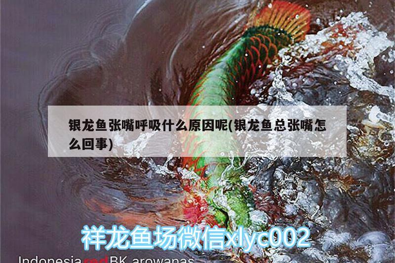 銀龍魚張嘴呼吸什么原因呢(銀龍魚總張嘴怎么回事)