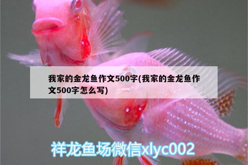 我家的金龍魚作文500字(我家的金龍魚作文500字怎么寫) 古典過背金龍魚