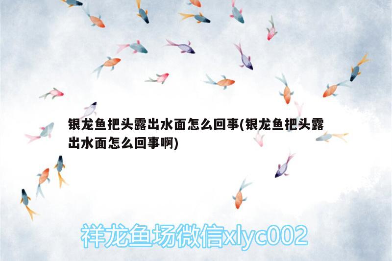 銀龍魚把頭露出水面怎么回事(銀龍魚把頭露出水面怎么回事啊)