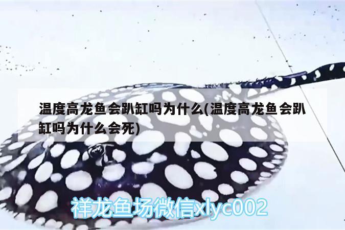 溫度高龍魚會趴缸嗎為什么(溫度高龍魚會趴缸嗎為什么會死)