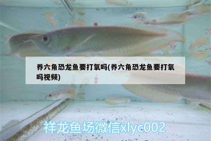 養(yǎng)六角恐龍魚要打氧嗎(養(yǎng)六角恐龍魚要打氧嗎視頻)