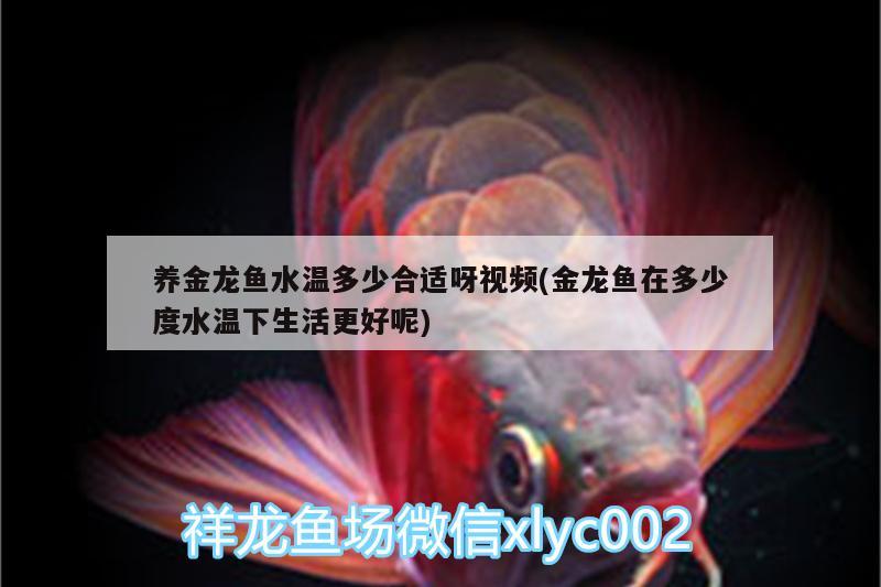 養(yǎng)金龍魚水溫多少合適呀視頻(金龍魚在多少度水溫下生活更好呢)