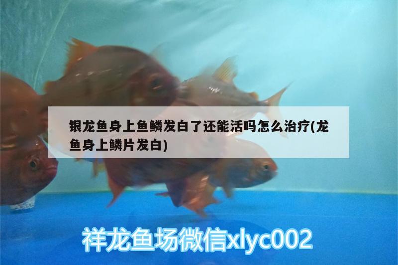 銀龍魚(yú)身上魚(yú)鱗發(fā)白了還能活嗎怎么治療(龍魚(yú)身上鱗片發(fā)白) 銀龍魚(yú)