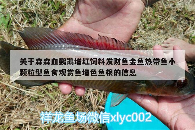 關(guān)于森森血鸚鵡增紅飼料發(fā)財(cái)魚金魚熱帶魚小顆粒型魚食觀賞魚增色魚糧的信息 鸚鵡魚