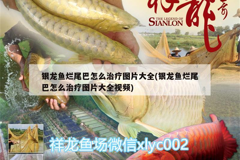 銀龍魚爛尾巴怎么治療圖片大全(銀龍魚爛尾巴怎么治療圖片大全視頻) 銀龍魚