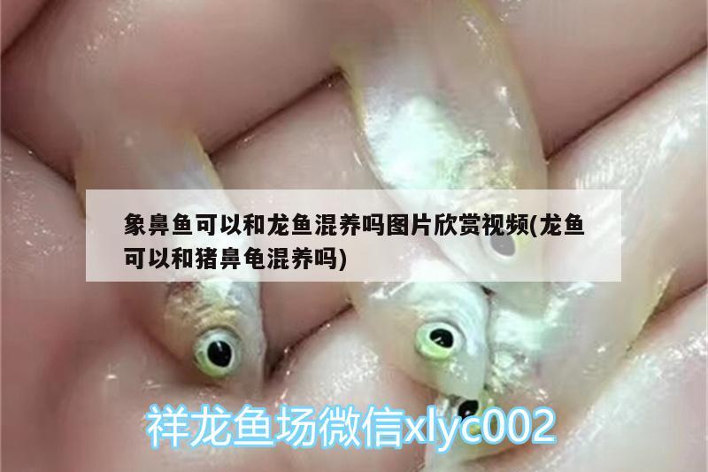 象鼻魚可以和龍魚混養(yǎng)嗎圖片欣賞視頻(龍魚可以和豬鼻龜混養(yǎng)嗎) 豬鼻龜百科