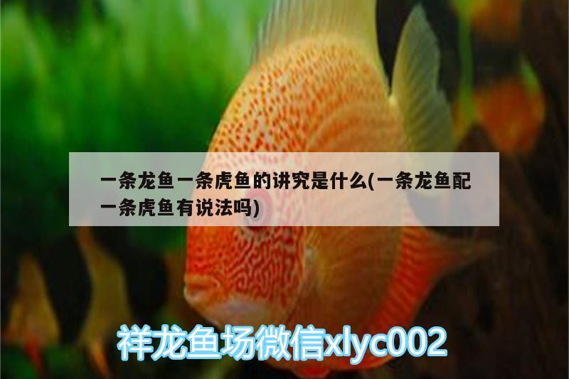 一條龍魚一條虎魚的講究是什么(一條龍魚配一條虎魚有說法嗎)