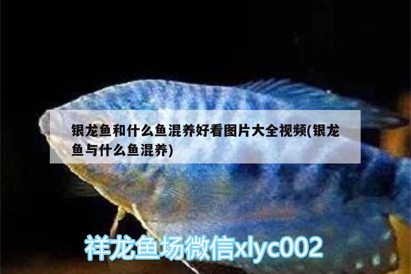 銀龍魚(yú)和什么魚(yú)混養(yǎng)好看圖片大全視頻(銀龍魚(yú)與什么魚(yú)混養(yǎng)) 銀龍魚(yú)