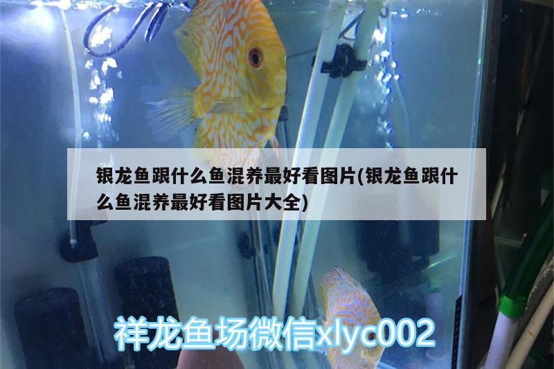 銀龍魚跟什么魚混養(yǎng)最好看圖片(銀龍魚跟什么魚混養(yǎng)最好看圖片大全) 銀龍魚百科