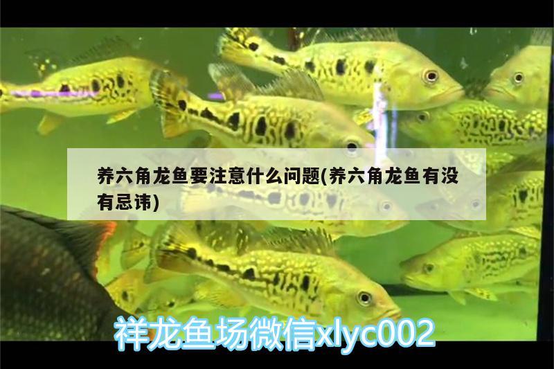 養(yǎng)六角龍魚(yú)要注意什么問(wèn)題(養(yǎng)六角龍魚(yú)有沒(méi)有忌諱)