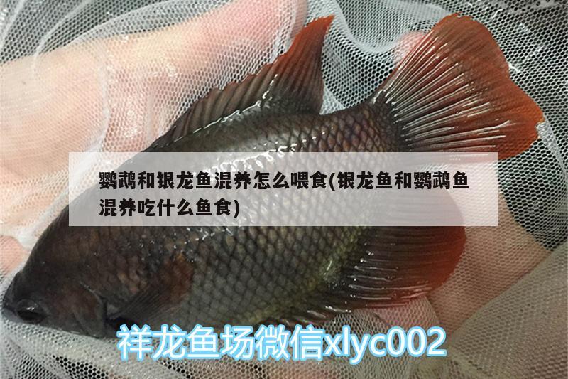 鸚鵡和銀龍魚混養(yǎng)怎么喂食(銀龍魚和鸚鵡魚混養(yǎng)吃什么魚食)