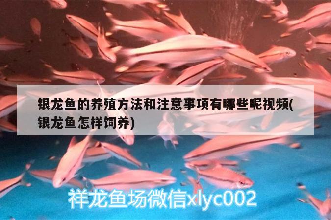 銀龍魚的養(yǎng)殖方法和注意事項(xiàng)有哪些呢視頻(銀龍魚怎樣飼養(yǎng)) 銀龍魚百科