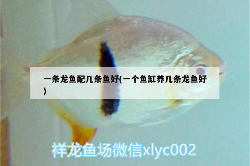 一條龍魚配幾條魚好(一個(gè)魚缸養(yǎng)幾條龍魚好) 新加坡號(hào)半紅龍魚（練手級(jí)紅龍魚）