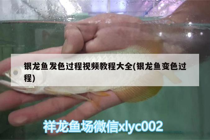 銀龍魚發(fā)色過程視頻教程大全(銀龍魚變色過程) 銀龍魚百科