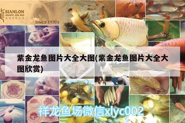 紫金龍魚圖片大全大圖(紫金龍魚圖片大全大圖欣賞) 觀賞蝦蟹等飼料