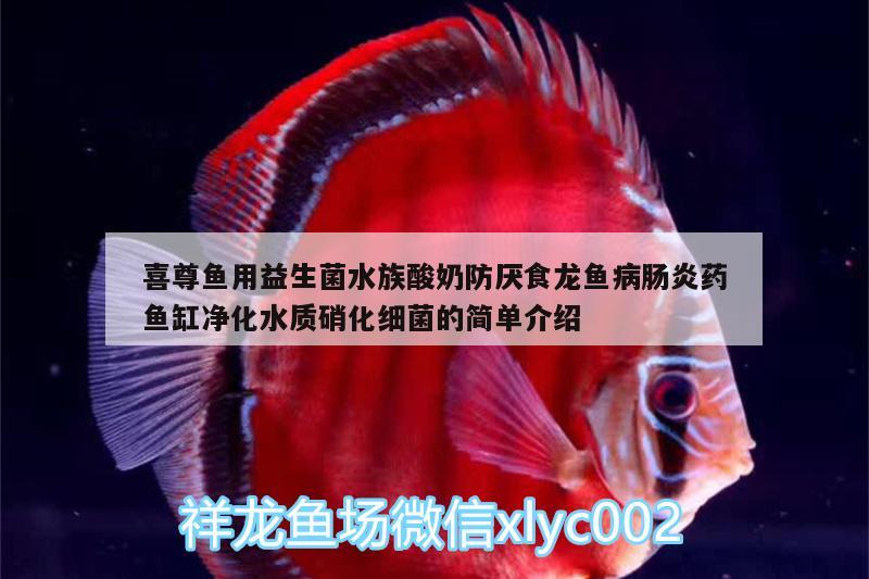 喜尊魚(yú)用益生菌水族酸奶防厭食龍魚(yú)病腸炎藥魚(yú)缸凈化水質(zhì)硝化細(xì)菌的簡(jiǎn)單介紹 硝化細(xì)菌