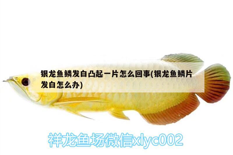 銀龍魚鱗發(fā)白凸起一片怎么回事(銀龍魚鱗片發(fā)白怎么辦)