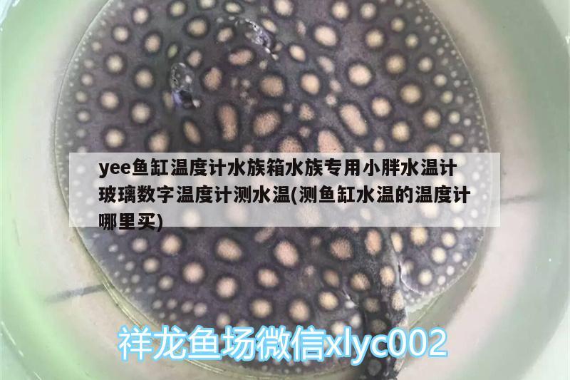 yee魚缸溫度計水族箱水族專用小胖水溫計玻璃數(shù)字溫度計測水溫(測魚缸水溫的溫度計哪里買)