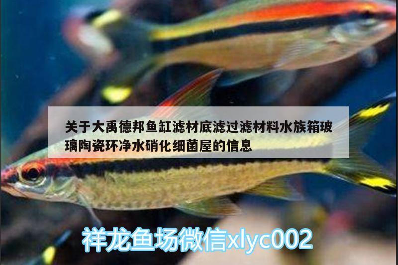 關(guān)于大禹德邦魚缸濾材底濾過濾材料水族箱玻璃陶瓷環(huán)凈水硝化細(xì)菌屋的信息