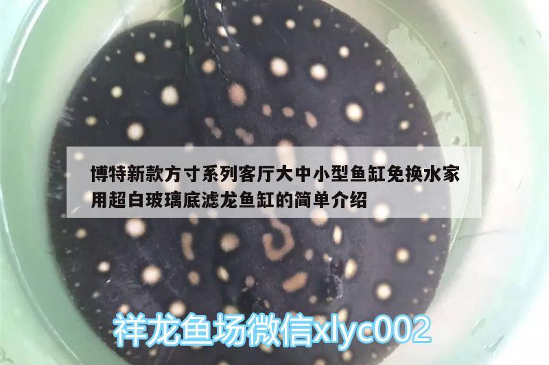 博特新款方寸系列客廳大中小型魚缸免換水家用超白玻璃底濾龍魚缸的簡單介紹 博特水族