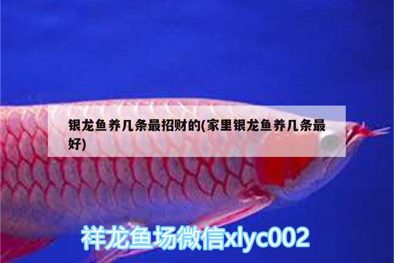 銀龍魚(yú)養(yǎng)幾條最招財(cái)?shù)?家里銀龍魚(yú)養(yǎng)幾條最好) 銀龍魚(yú)