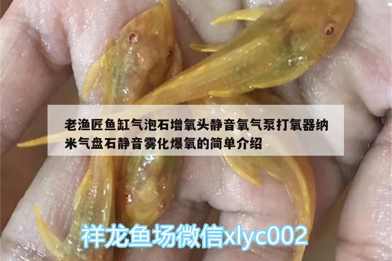 老漁匠魚(yú)缸氣泡石增氧頭靜音氧氣泵打氧器納米氣盤(pán)石靜音霧化爆氧的簡(jiǎn)單介紹 廣州水族器材濾材批發(fā)市場(chǎng)