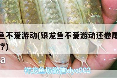 銀龍魚不愛游動(銀龍魚不愛游動還卷尾巴怎么治療) 銀龍魚百科