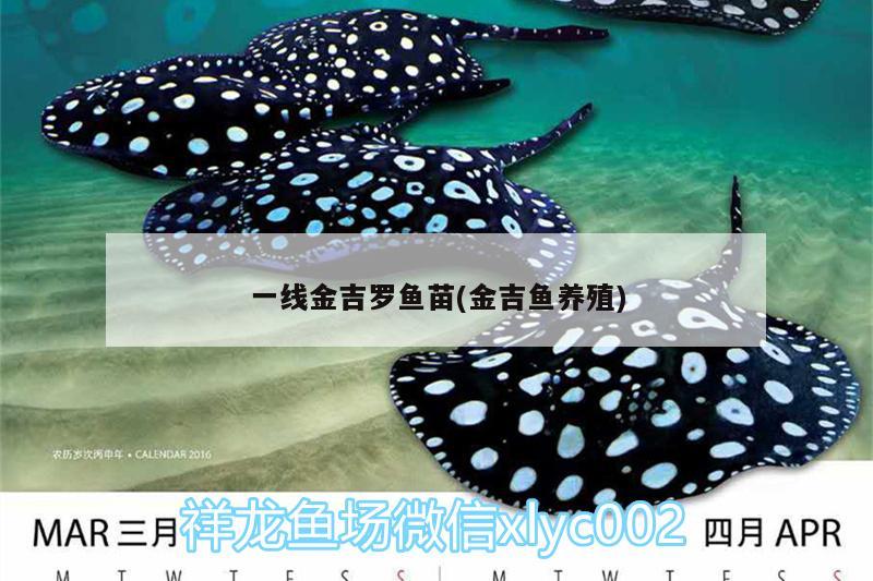 一線金吉羅魚苗(金吉魚養(yǎng)殖) 黃金斑馬魚